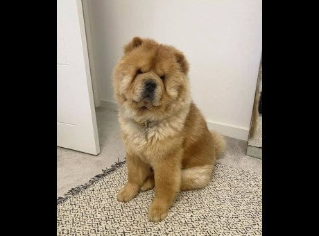chow chow,,.jpg